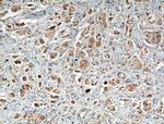 TRIM8 Antibody in Immunohistochemistry (Paraffin) (IHC (P))