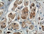 TRIM8 Antibody in Immunohistochemistry (Paraffin) (IHC (P))