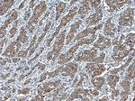 ATG4A Antibody in Immunohistochemistry (Paraffin) (IHC (P))