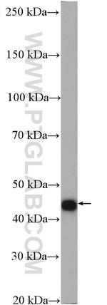 ATG4A Antibody in Western Blot (WB)
