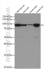 COPB1 Antibody in Western Blot (WB)