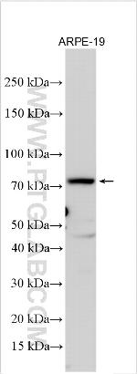 GIF Antibody in Western Blot (WB)