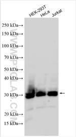 C1orf77 Antibody in Western Blot (WB)