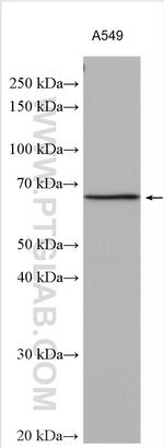 KLHL25 Antibody in Western Blot (WB)