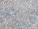 MRPL4 Antibody in Immunohistochemistry (Paraffin) (IHC (P))