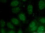 NDNL2 Antibody in Immunocytochemistry (ICC/IF)