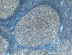PDXP Antibody in Immunohistochemistry (Paraffin) (IHC (P))