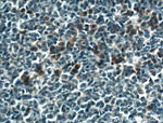 PDXP Antibody in Immunohistochemistry (Paraffin) (IHC (P))