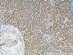 PDXP Antibody in Immunohistochemistry (Paraffin) (IHC (P))