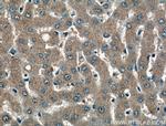 PDXP Antibody in Immunohistochemistry (Paraffin) (IHC (P))