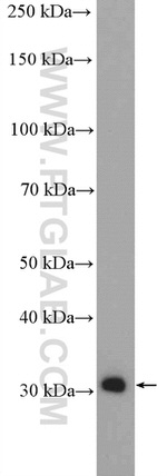 PDXP Antibody in Western Blot (WB)
