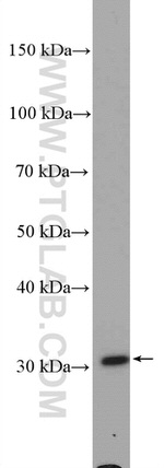 PDXP Antibody in Western Blot (WB)