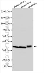 RARRES1 Antibody in Western Blot (WB)