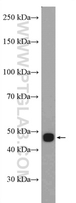Reticulocalbin 3 Antibody in Western Blot (WB)