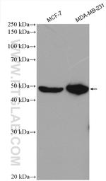 PEX10 Antibody in Western Blot (WB)