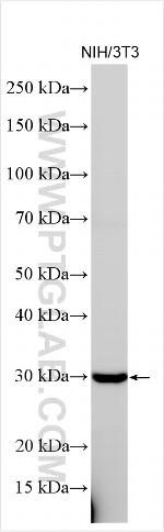 PSMD8 Antibody in Western Blot (WB)