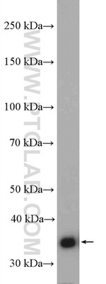 JAB1 Antibody in Western Blot (WB)
