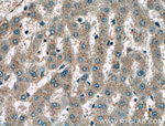 KLK15 Antibody in Immunohistochemistry (Paraffin) (IHC (P))
