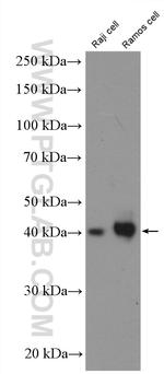 CD48 Antibody in Western Blot (WB)