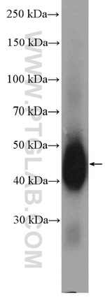 CD48 Antibody in Western Blot (WB)