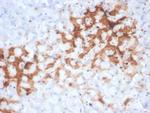 Glutamine Synthetase/GLUL Antibody in Immunohistochemistry (Paraffin) (IHC (P))