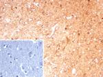 Glutamine Synthetase/GLUL Antibody in Immunohistochemistry (Paraffin) (IHC (P))
