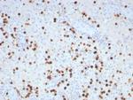 Glutamine Synthetase/GLUL Recombinant Rabbit Monoclonal Antibody (GLUL/8996R)