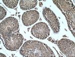 USP29 Antibody in Immunohistochemistry (Paraffin) (IHC (P))