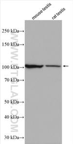 USP29 Antibody in Western Blot (WB)