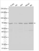 TMEM45A Antibody in Western Blot (WB)