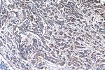 CTSS Antibody in Immunohistochemistry (Paraffin) (IHC (P))