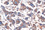 CTSS Antibody in Immunohistochemistry (Paraffin) (IHC (P))