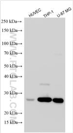 CTSS Antibody in Western Blot (WB)