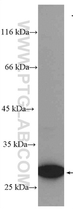 Livin Antibody in Western Blot (WB)