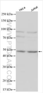 ECSIT Antibody in Western Blot (WB)