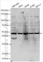 ECSIT Antibody in Western Blot (WB)
