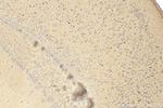TRAPPC10 Antibody in Immunohistochemistry (Paraffin) (IHC (P))