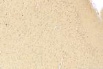 TRAPPC10 Antibody in Immunohistochemistry (Paraffin) (IHC (P))