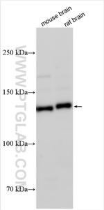 TRAPPC10 Antibody in Western Blot (WB)