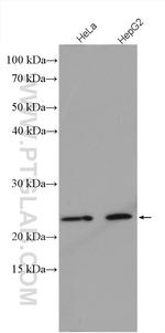 C15orf24 Antibody in Western Blot (WB)