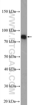 SUN2 Antibody in Western Blot (WB)