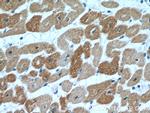 Calsequestrin 2 Antibody in Immunohistochemistry (Paraffin) (IHC (P))