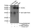 Calsequestrin 2 Antibody in Immunoprecipitation (IP)