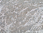 TAB1 Antibody in Immunohistochemistry (Paraffin) (IHC (P))