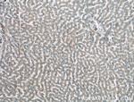 TAB1 Antibody in Immunohistochemistry (Paraffin) (IHC (P))