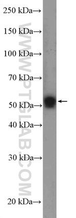 TAB1 Antibody in Western Blot (WB)