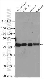 TAB1 Antibody in Western Blot (WB)