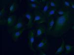 ARPM1 Antibody in Immunocytochemistry (ICC/IF)