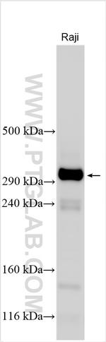 TRANK1 Antibody in Western Blot (WB)