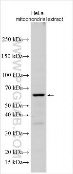 ZNF653 Antibody in Western Blot (WB)